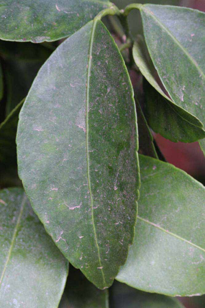            Unifoliolate leaf of  Citrus tachibana            (Riverside, CA)   